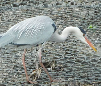 立川・野鳥の王国♪ 『しっかり食べよう！ 野鳥もご飯の時間です！』