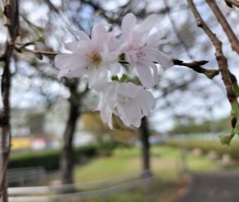 勘違い？ それともジュウガツザクラ？