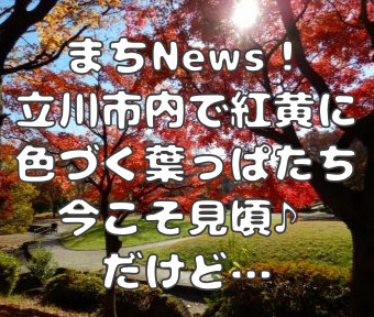 まちNews！立川市内・紅黄に色づく葉っぱたち…